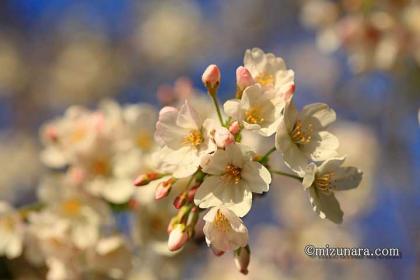 弁天さま 桜