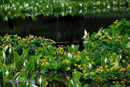 ミニ尾瀬公園 リュウキンカ 水芭蕉