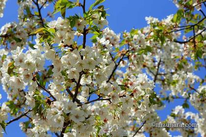 オオシマザクラ 桜