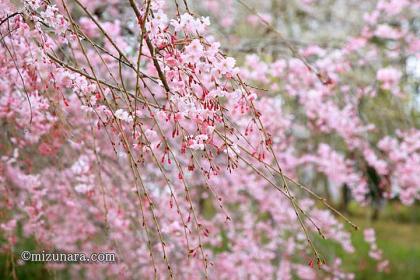 川村記念美術館 枝垂桜 桜