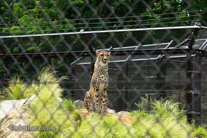 チーター 千葉市動物公園