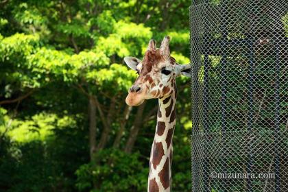 キリン 千葉市動物公園