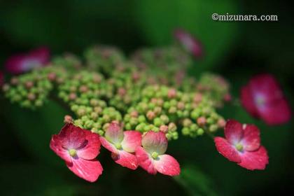 千葉市花の美術館 紫陽花