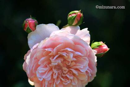 バラ 千葉市花の美術館