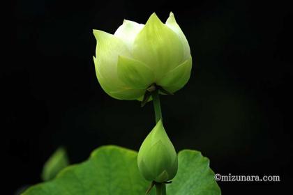 ハス 東大緑地植物実験所跡地