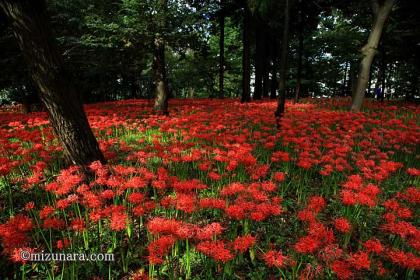 彼岸花 村上緑地公園