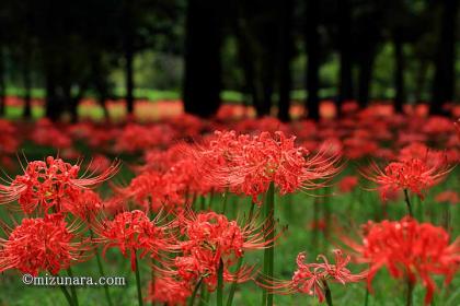 彼岸花 村上緑地公園