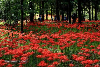 彼岸花 村上緑地公園