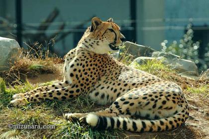 チーター 千葉市動物公園