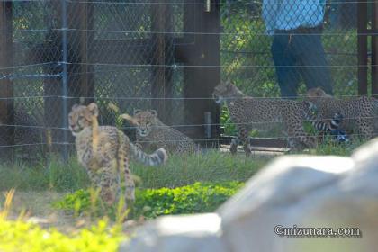 チビーター 千葉市動物公園