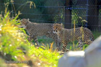 チビータ 千葉市動物公園