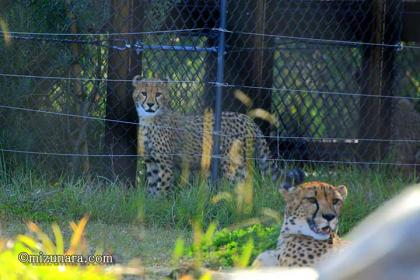 チビーター 千葉市動物公園