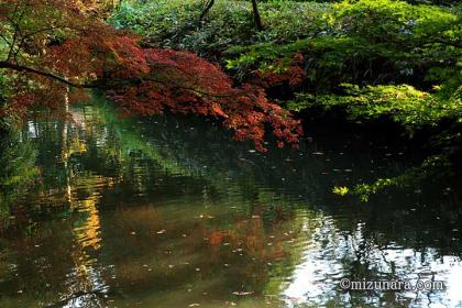 六義園 紅葉