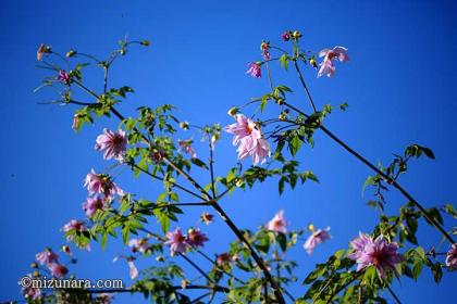 皇帝ダリア､千葉市花の美術館