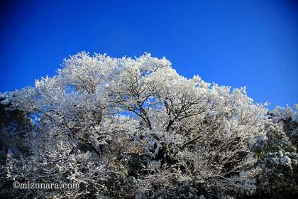 雪 雪の華