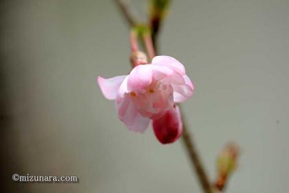 冬桜 桜