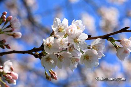 弁天さまの桜  桜