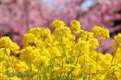 千葉市花の美術館 河津桜 菜の花