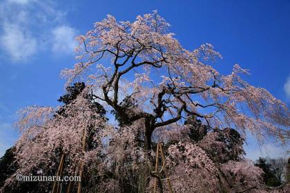 桜 福星寺 四街道市