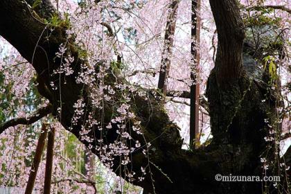 四街道市 桜 福星寺