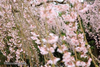 桜 福星寺 四街道市