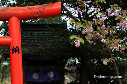 ボタン桜 弁天さま 桜