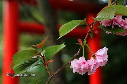 ボタンザクラ 弁天さま 桜