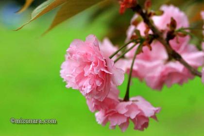 ボタン桜 弁天さま 桜