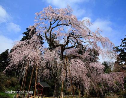 枝垂桜 福星寺