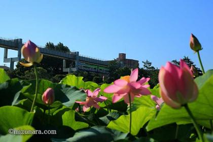 ハス 千葉モノレール 千葉公園 大賀ハス