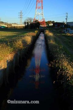 エノコログサ 用水路