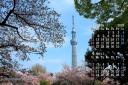 2023年3月 カレンダー壁紙 東京スカイツリー 桜 隅田川