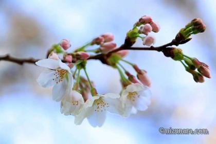 弁天さま 桜