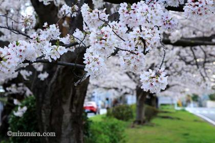 グリーンベルト 桜