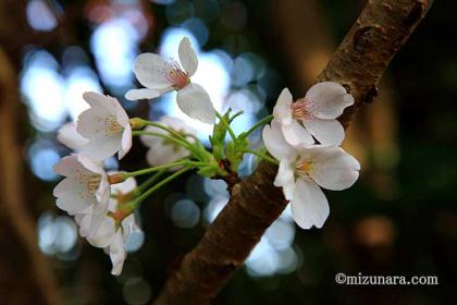 弁天さま 桜