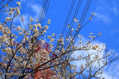 弁天さま 桜