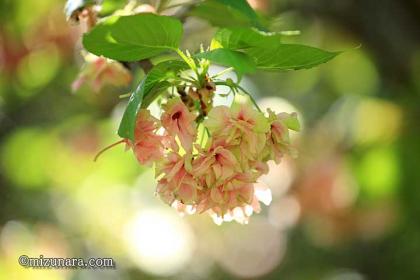 ウコンザクラ 桜