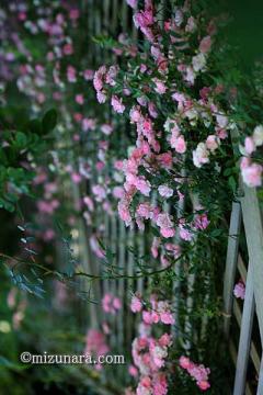 バラ 千葉市花の美術館