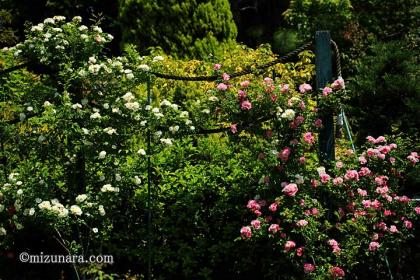 バラ 千葉市花の美術館