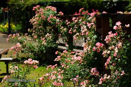 バラ 千葉市花の美術館