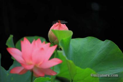 アキアカネ ハス 旧東大緑地植物実験所 検見川ハス見本園