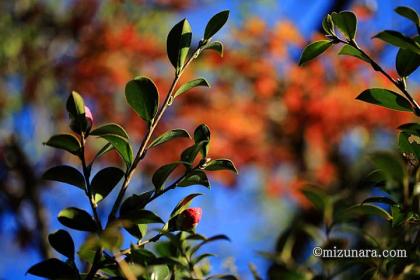 山茶花 紅葉