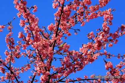 メジロ 桜 河津桜