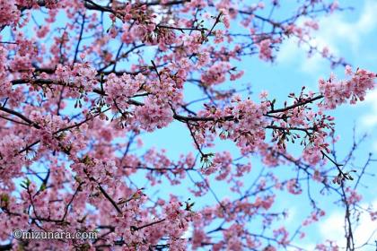 カンザクラ 桜