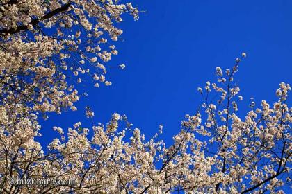 弁天さまの桜 弁財天 桜