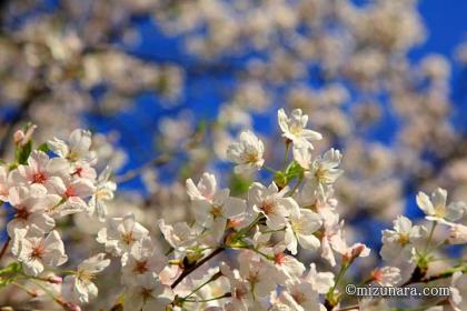 弁天さまの桜 弁財天 桜