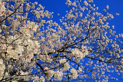 弁天さまの桜 弁財天 桜