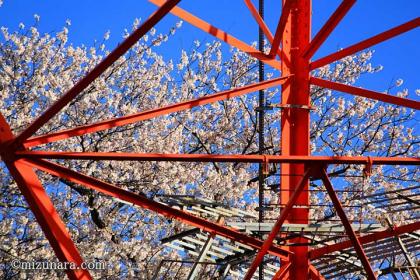 弁天さまの桜 弁財天 桜