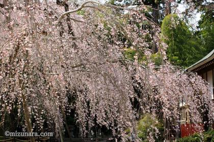 枝垂桜 桜 福星寺