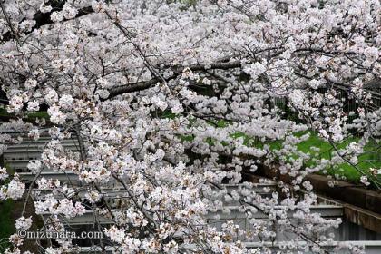 桜 草野水路